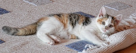 How To Clean Cat Urine From Carpets
